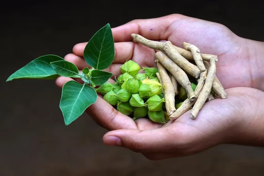 4 Ashwagandha winter cherry 1703497855 1